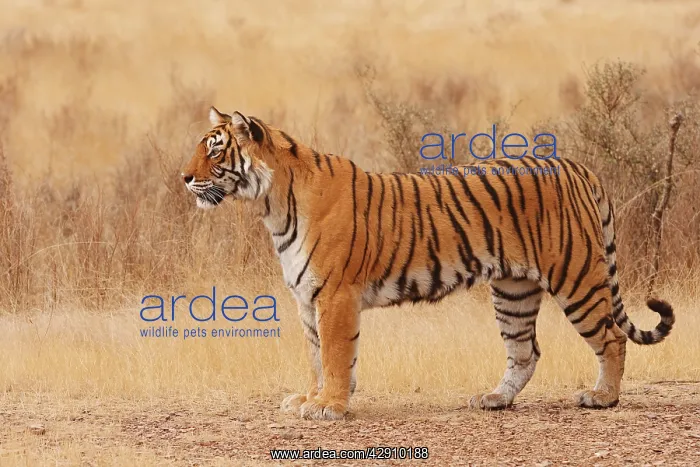: Royal Bengal / Indian Tiger walking around grassland : Royal Bengal / Indian Tiger walking around grassland