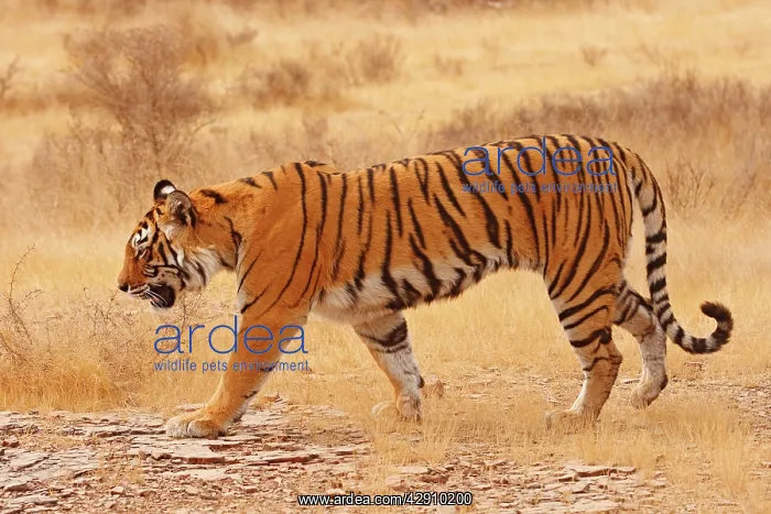 : Royal Bengal / Indian Tiger walking around grassland : Royal Bengal / Indian Tiger walking around grassland