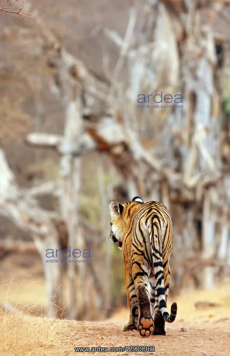 : Royal Bengal / Indian Tiger walking around it's territory : Royal Bengal / Indian Tiger walking around it's territory