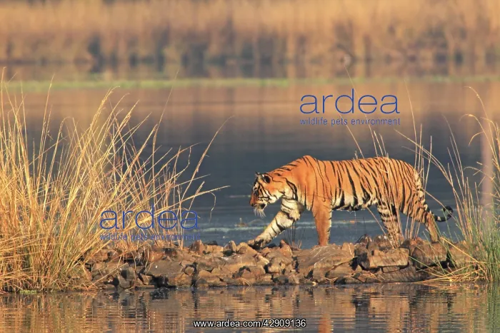: Royal Bengal / Indian Tiger walking along the path : Royal Bengal / Indian Tiger walking along the path