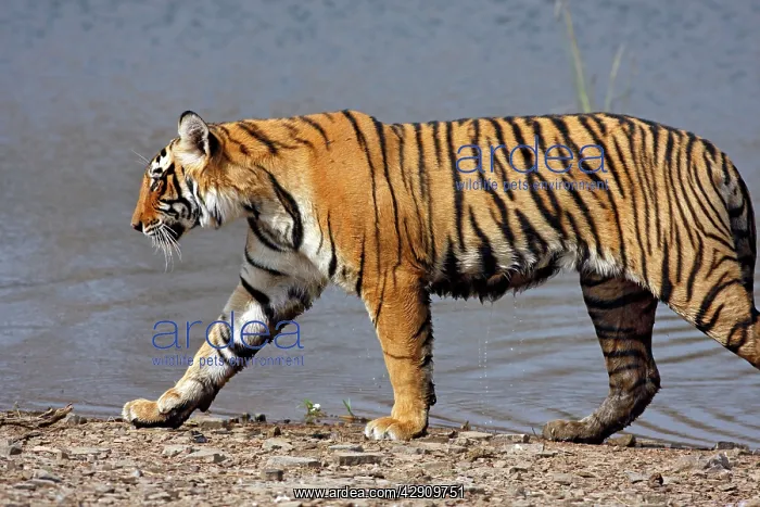: Royal Bengal / Indian Tiger walking by Rajbagh Lake : Royal Bengal / Indian Tiger walking by Rajbagh Lake