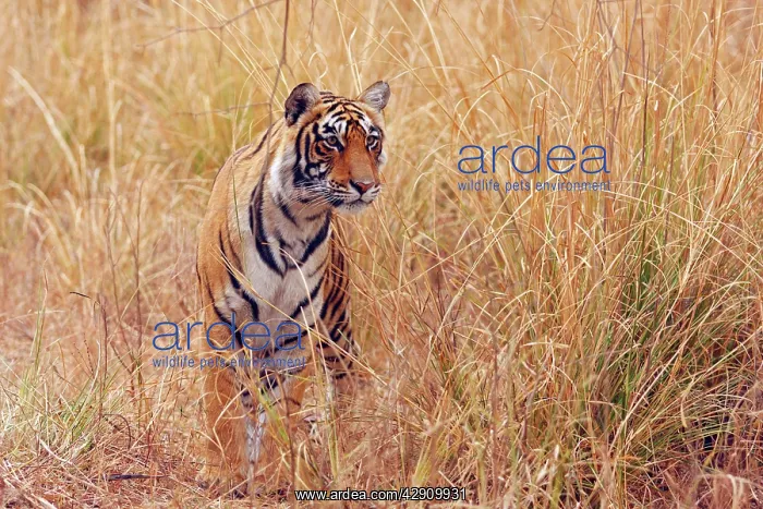 : Royal Bengal / Indian Tiger watching from the grassland : Royal Bengal / Indian Tiger watching from the grassland