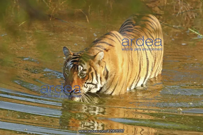: Royal Bengal / Indian Tiger in water : Royal Bengal / Indian Tiger in water