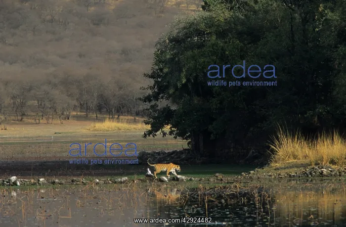  : Royal Bengal  /  Indian Tiger - on way to Rajbagh