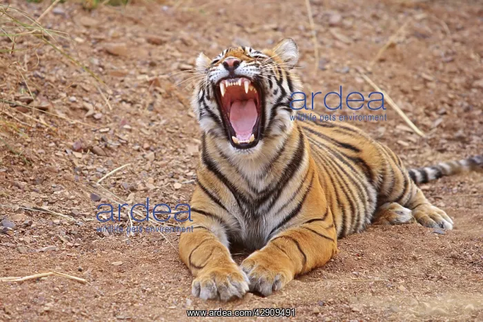 : Royal Bengal / Indian Tiger yawning : Royal Bengal / Indian Tiger yawning