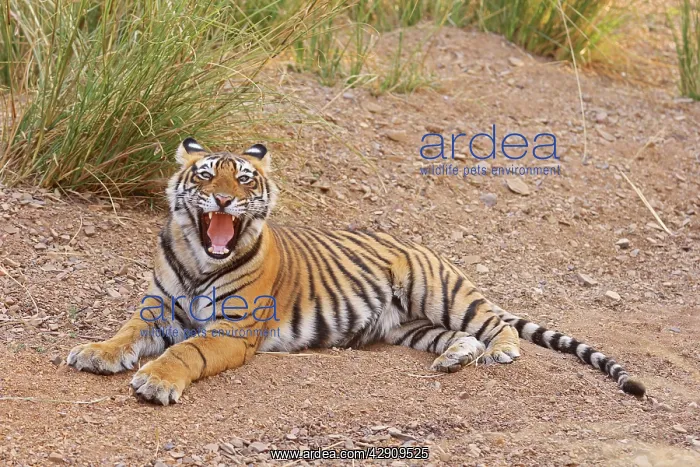 : Royal Bengal / Indian Tiger yawning : Royal Bengal / Indian Tiger yawning