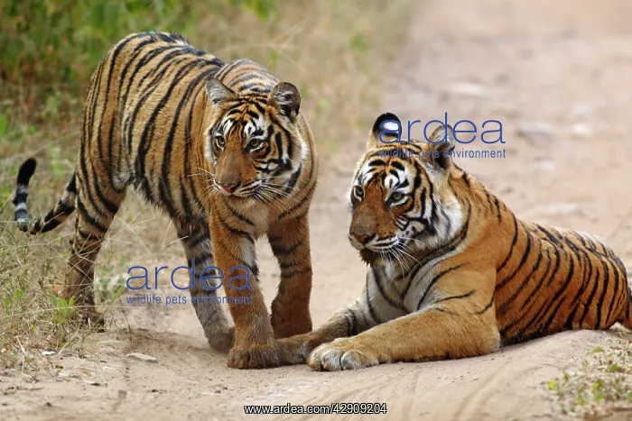 : Royal Bengal / Indian Tiger and young : Royal Bengal / Indian Tiger and young