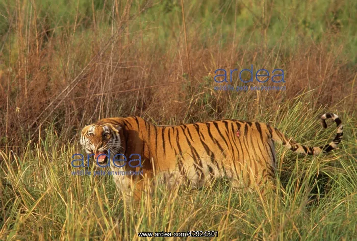 : Royal Bengal / Indian Tigeress - roaring, probably : Royal Bengal / Indian Tigeress - roaring, probably