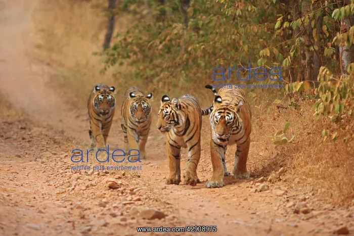 : Royal Bengal / Indian Tigers on the move : Royal Bengal / Indian Tigers on the move