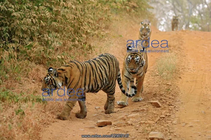 : Royal Bengal / Indian Tigers moving along the path : Royal Bengal / Indian Tigers moving along the path