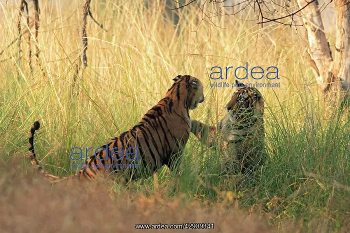 : Royal Bengal / Indian Tigers play-fighting : Royal Bengal / Indian Tigers play-fighting