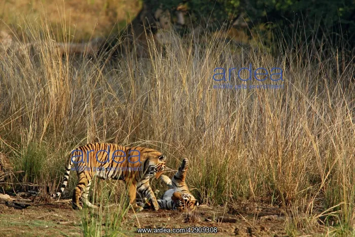 : Royal Bengal / Indian Tigers playing : Royal Bengal / Indian Tigers playing