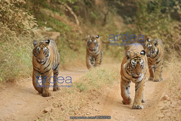 : Royal Bengal / Indian Tigers on the track : Royal Bengal / Indian Tigers on the track