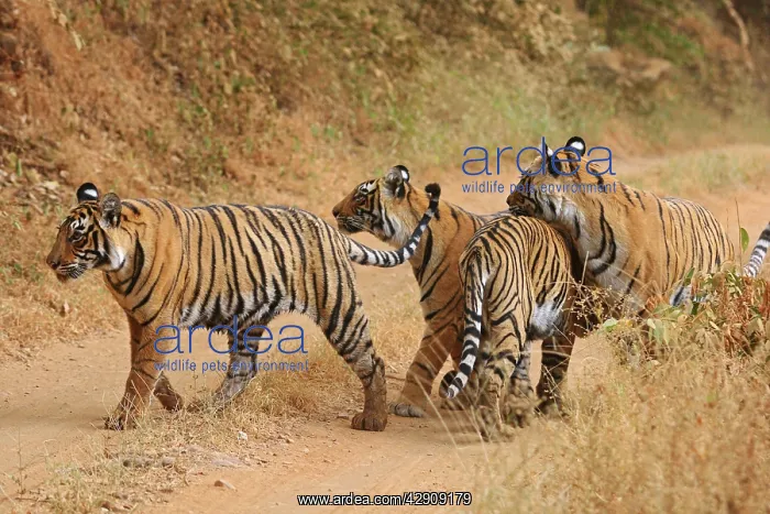  : Royal Bengal  /  Indian Tigers on the track