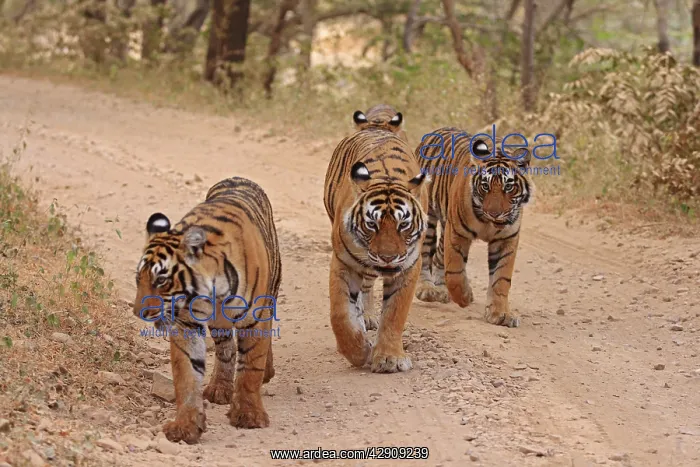 : Royal Bengal / Indian Tigers on the track : Royal Bengal / Indian Tigers on the track