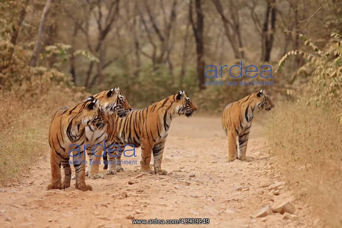 : Royal Bengal / Indian Tigers on the track : Royal Bengal / Indian Tigers on the track