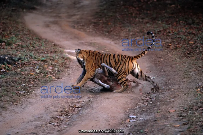 : Royal Bengal / Indian Tigress - famous tigress : Royal Bengal / Indian Tigress - famous tigress