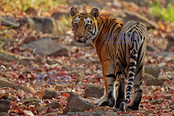 : Royal Bengal Tiger : Royal Bengal Tiger