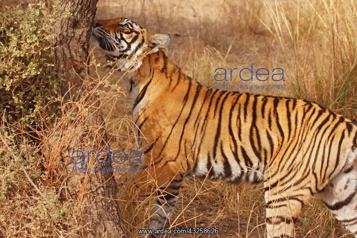 : Royal Bengal Tiger catching the scent, Ranthambhor : Royal Bengal Tiger catching the scent, Ranthambhor