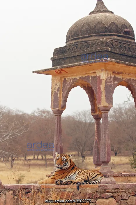 : Royal Bengal Tiger at the cenotaph, Ranthambhor : Royal Bengal Tiger at the cenotaph, Ranthambhor