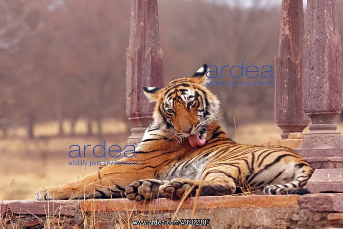 : Royal Bengal Tiger at the cenotaph, Ranthambhor : Royal Bengal Tiger at the cenotaph, Ranthambhor