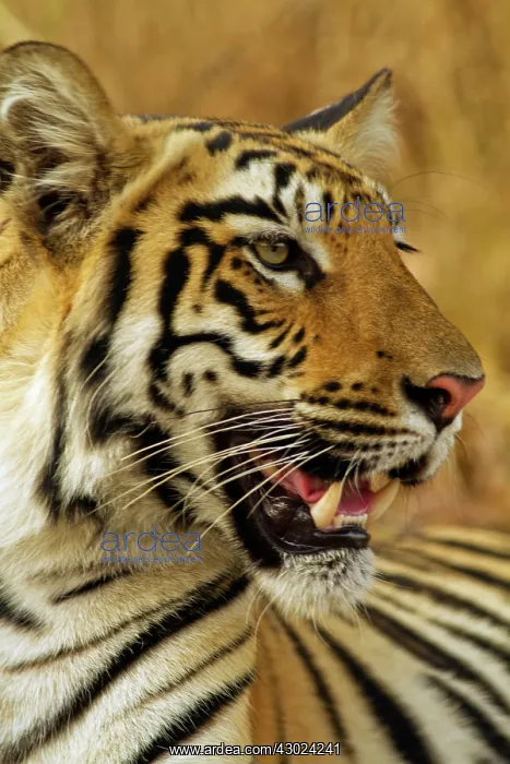: Royal Bengal Tiger - close up : Royal Bengal Tiger - close up