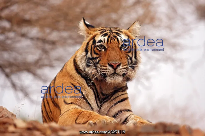 : Royal Bengal Tiger - a close up, Ranthambhor : Royal Bengal Tiger - a close up, Ranthambhor