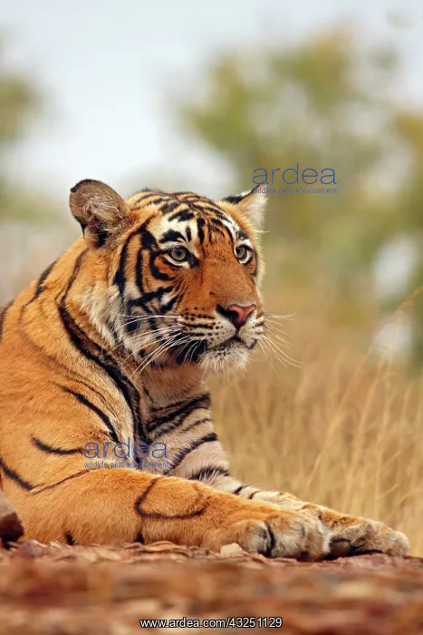 : Royal Bengal Tiger - a close up, Ranthambhor : Royal Bengal Tiger - a close up, Ranthambhor