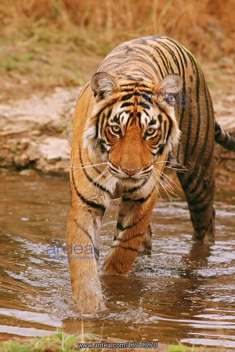 : Royal Bengal Tiger coming out of jungle : Royal Bengal Tiger coming out of jungle