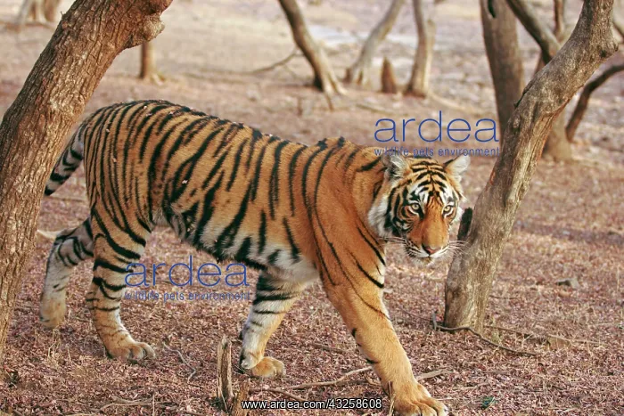 : Royal Bengal Tiger coming out of woodland : Royal Bengal Tiger coming out of woodland