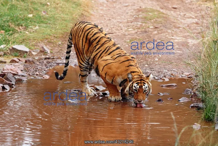 : Royal Bengal Tiger drinking water at the : Royal Bengal Tiger drinking water at the