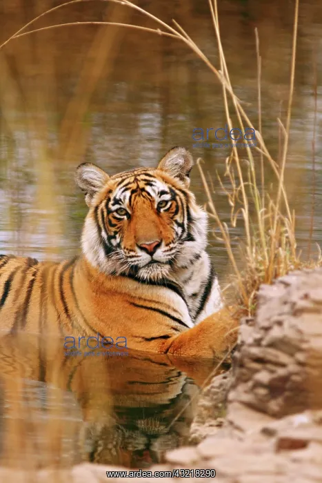 : Royal Bengal Tiger in the forest pond, Ranthambhor : Royal Bengal Tiger in the forest pond, Ranthambhor