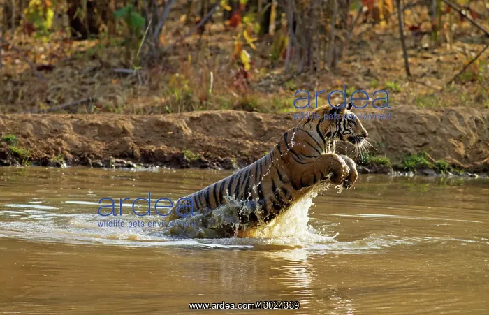 : Royal Bengal Tiger - jumping through pond : Royal Bengal Tiger - jumping through pond