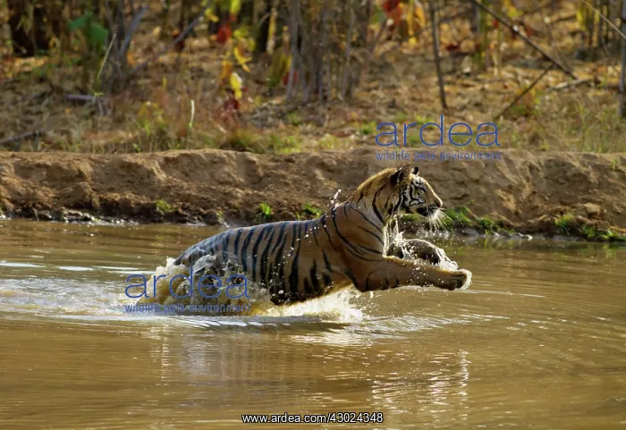 : Royal Bengal Tiger - jumping through pond : Royal Bengal Tiger - jumping through pond