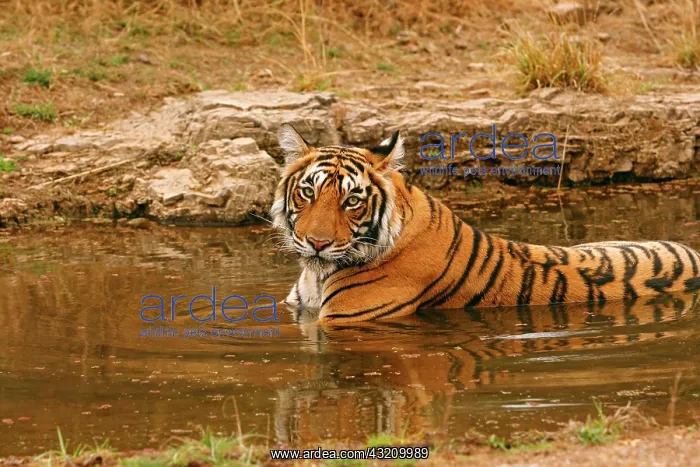 : Royal Bengal Tiger in the jungle pond, Ranthambhor : Royal Bengal Tiger in the jungle pond, Ranthambhor