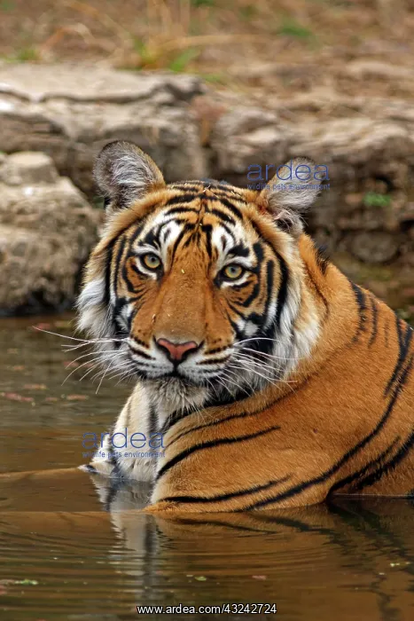 : Royal Bengal Tiger in the jungle pond, Ranthambhor : Royal Bengal Tiger in the jungle pond, Ranthambhor