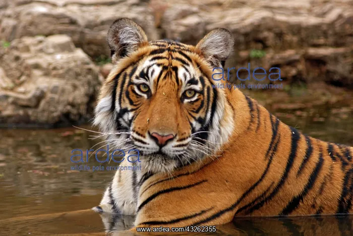 : Royal Bengal Tiger in the jungle pond, Ranthambhor : Royal Bengal Tiger in the jungle pond, Ranthambhor