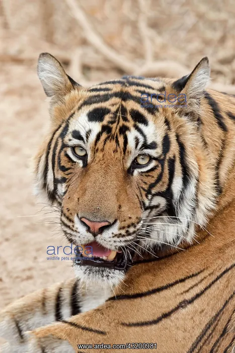 : Royal Bengal tiger (Panthera tigris tigris), animal : Royal Bengal tiger (Panthera tigris tigris), animal