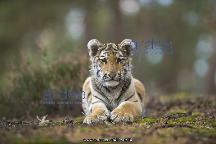 : Royal Bengal tiger (Panthera tigris tigris) : Royal Bengal tiger (Panthera tigris tigris)