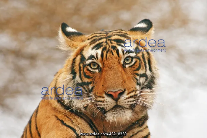 : Royal Bengal Tiger - a portrait, Ranthambhor : Royal Bengal Tiger - a portrait, Ranthambhor