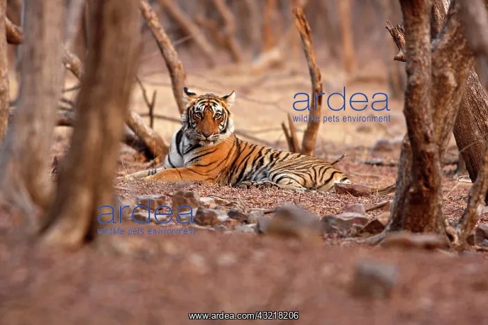 : Royal Bengal Tiger, Ranthambhor National : Royal Bengal Tiger, Ranthambhor National