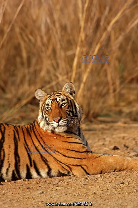 : Royal Bengal Tiger, Ranthambhor National : Royal Bengal Tiger, Ranthambhor National