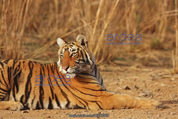 : Royal Bengal Tiger, Ranthambhor National : Royal Bengal Tiger, Ranthambhor National