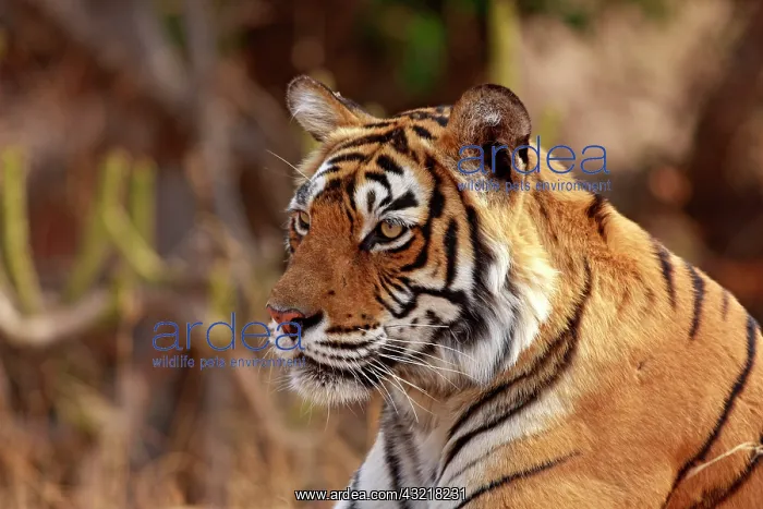 : Royal Bengal Tiger, Ranthambhor National : Royal Bengal Tiger, Ranthambhor National
