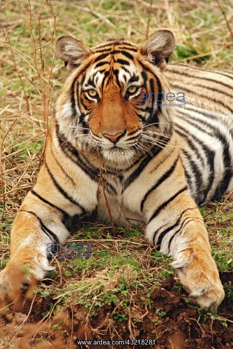 : Royal Bengal Tiger, Ranthambhor National : Royal Bengal Tiger, Ranthambhor National