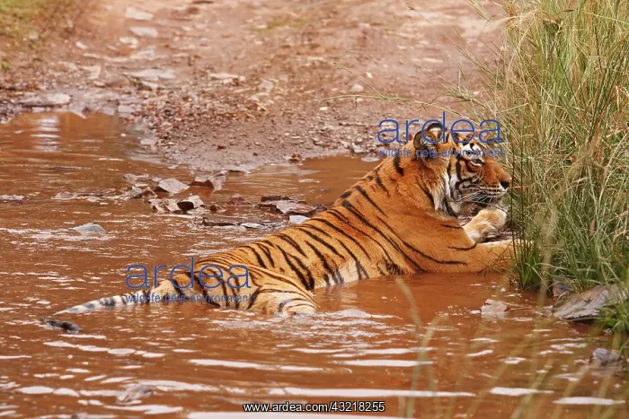 : Royal Bengal Tiger sitting in the rain-filled : Royal Bengal Tiger sitting in the rain-filled