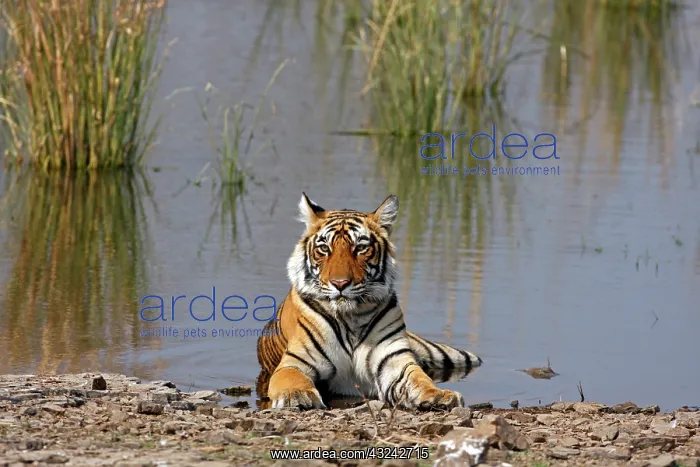 : Royal Bengal Tiger sitting in the Rajbagh : Royal Bengal Tiger sitting in the Rajbagh