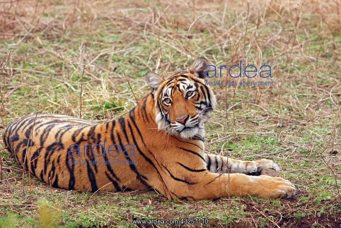 : Royal Bengal Tiger sitting, Ranthambhor : Royal Bengal Tiger sitting, Ranthambhor