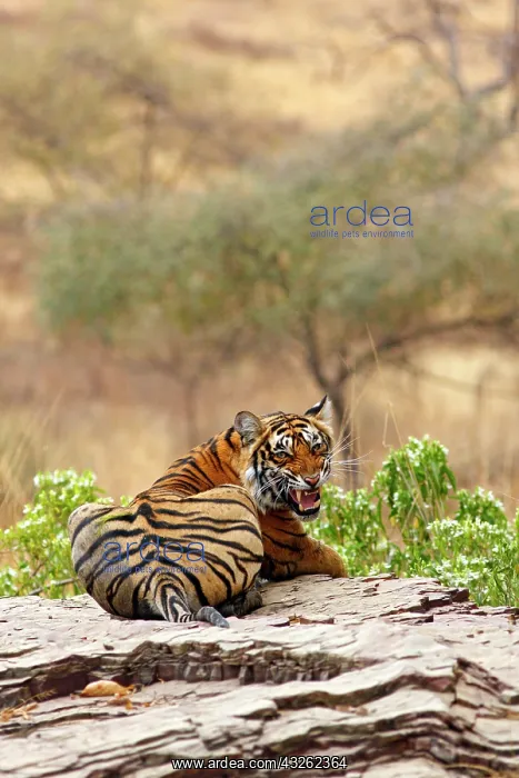 : Royal Bengal Tiger snarling, Ranthambhor : Royal Bengal Tiger snarling, Ranthambhor