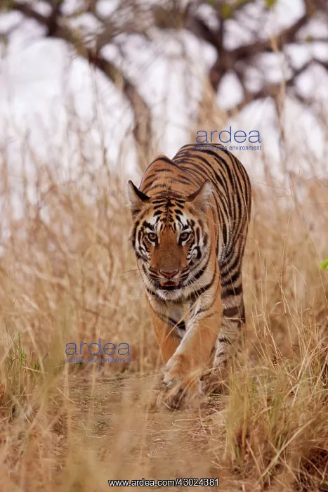  : Royal Bengal Tiger - stalking